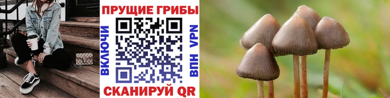где можно купить наркотик  Кузнецк  Псилоцибиновые грибы мухоморы 
