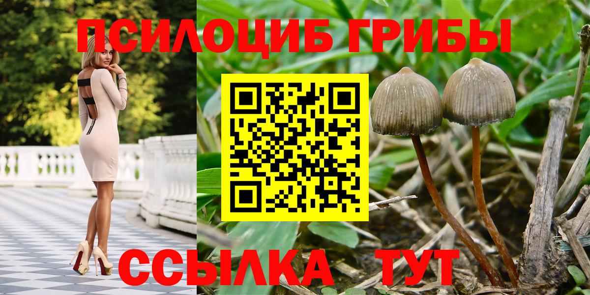 Галлюциногенные грибы Psilocybine cubensis  Вход с VPN  Кузнецк 